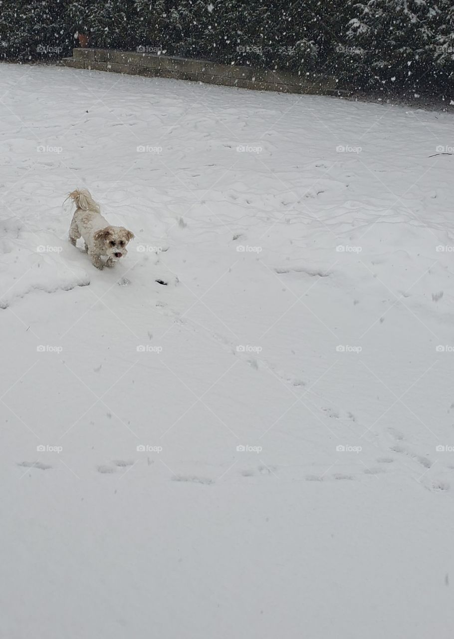 dog in snow