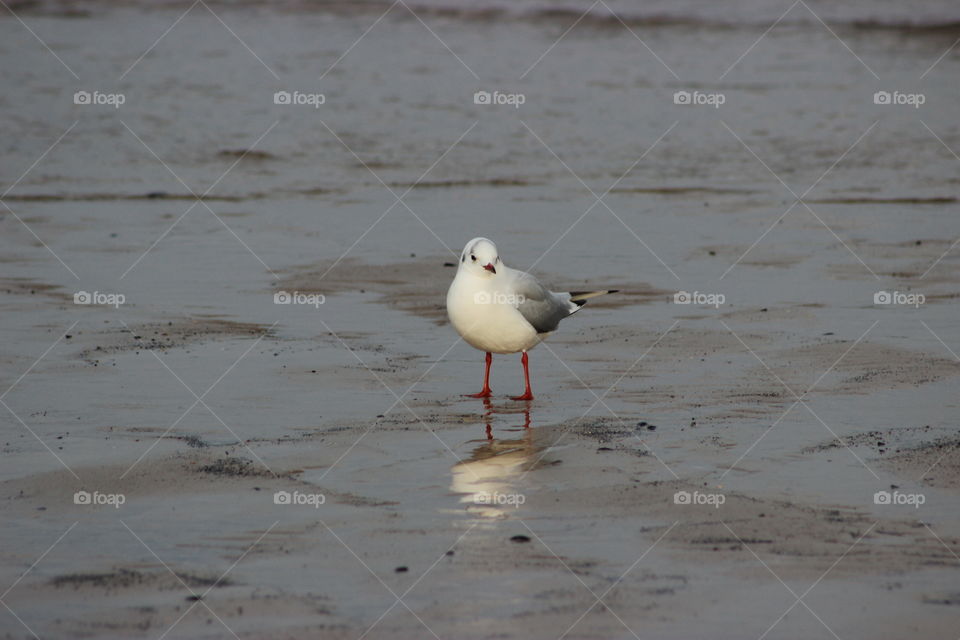 A seagull on Redcar beach