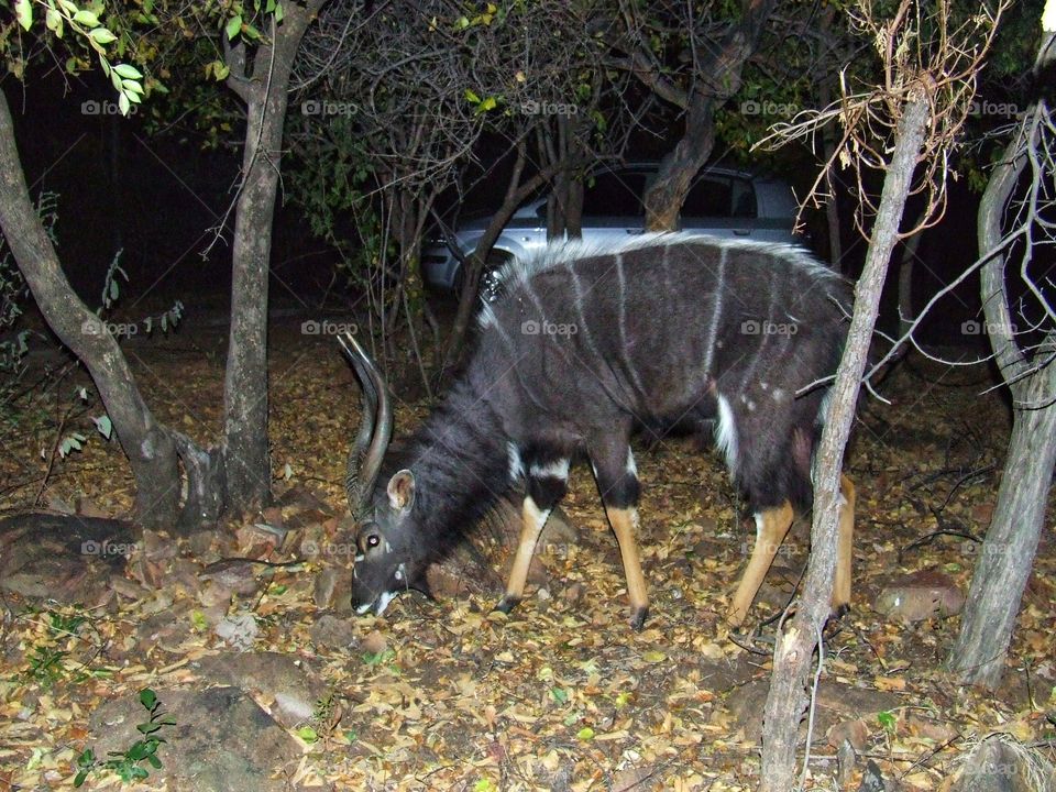 Kudu walking about at night grazing