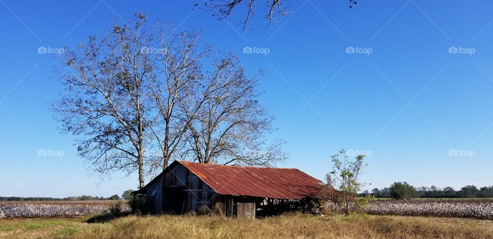 Rusty shelter overlooking ripe cotton field