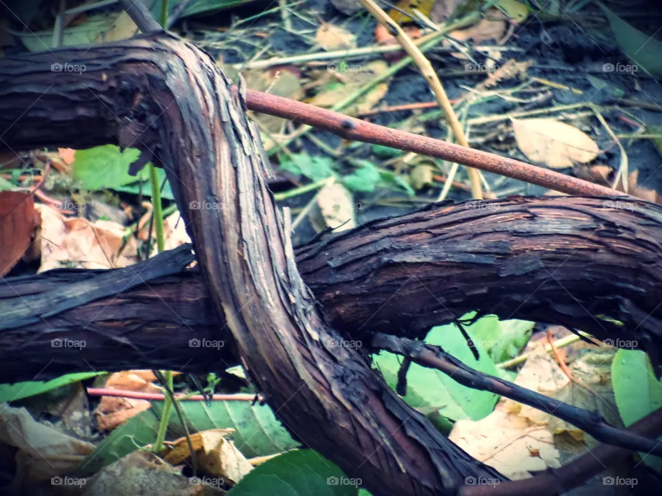 vine