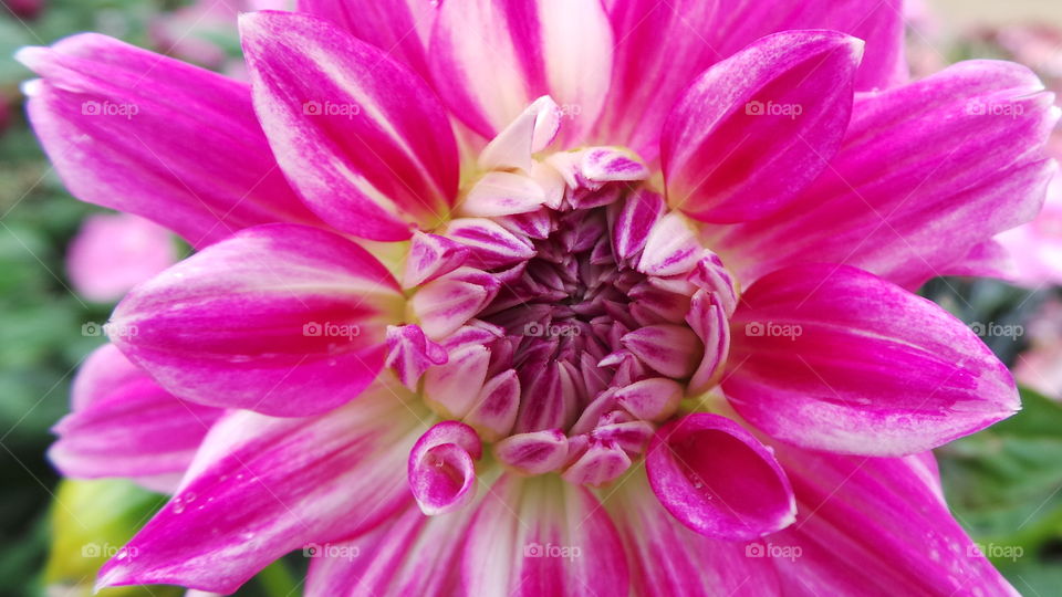 pink large headed Dahila. British summer time florals