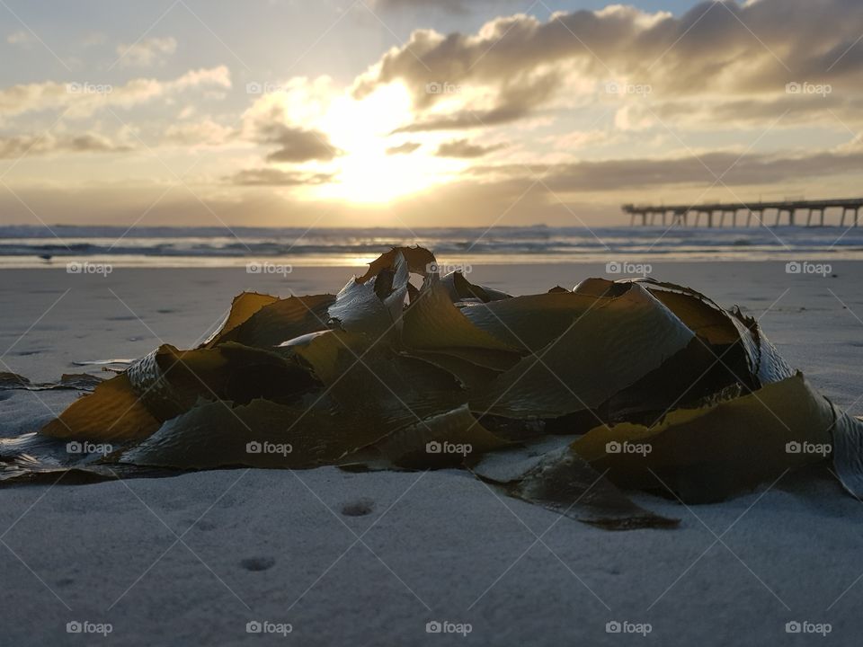washed up seaweed beachside