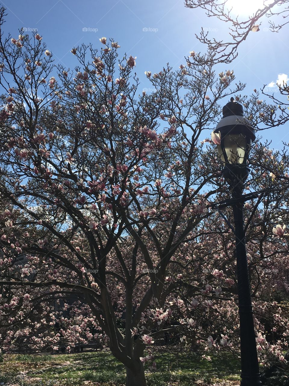 Cherry Blossoms in Bloom. Cherry blossoms in bloom early spring Washington DC