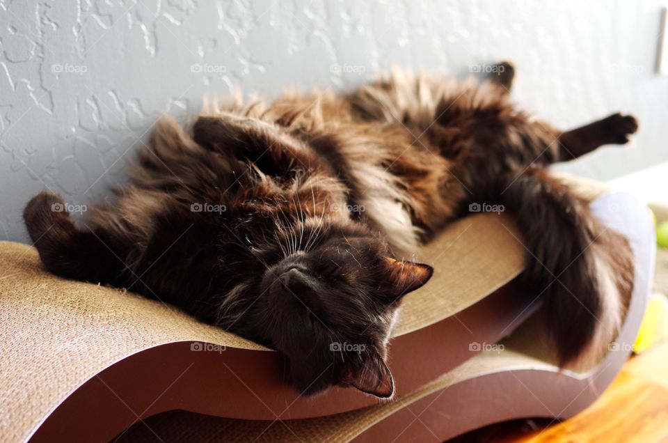 My cat relaxing on his cat scratcher.