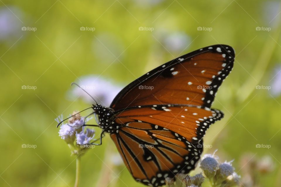 Monarch profile 