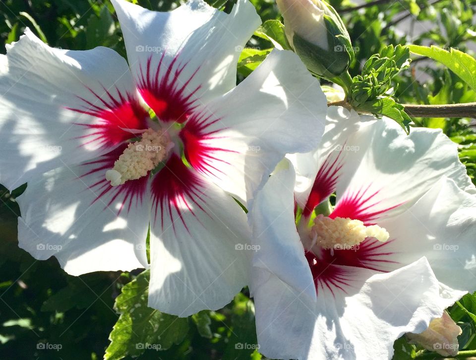 White Hibiscus