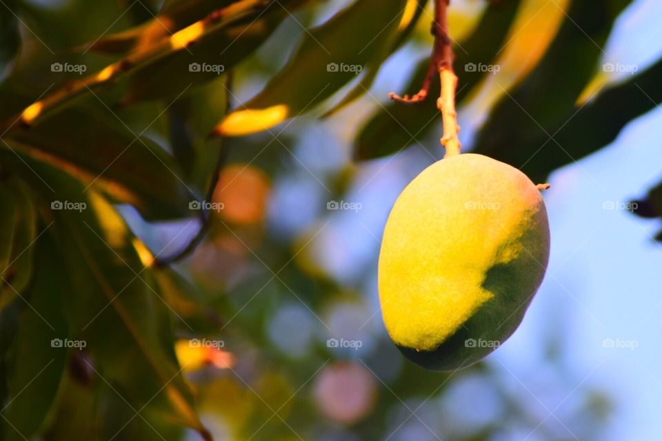 Mango growing on a tree