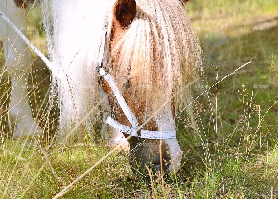 Horse eating grass