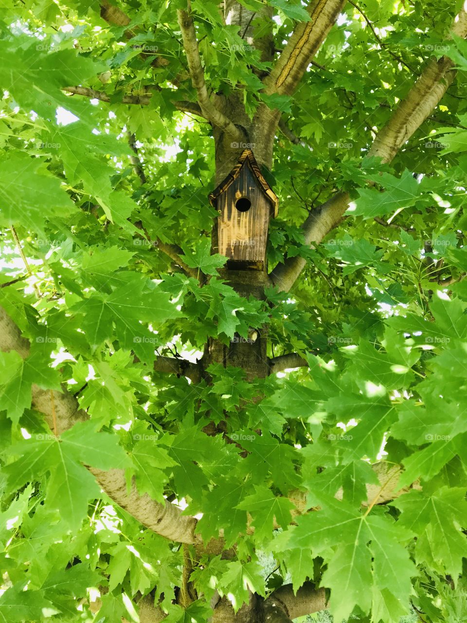 Beautiful bright green leaves surround darling little wooden birdhouse stuck back in tree. 