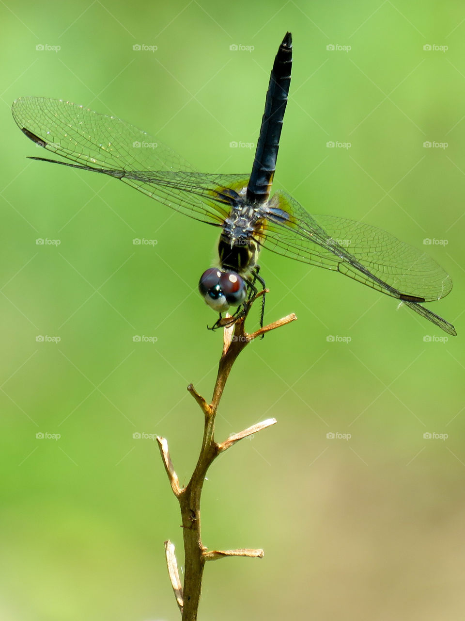 dragonfly