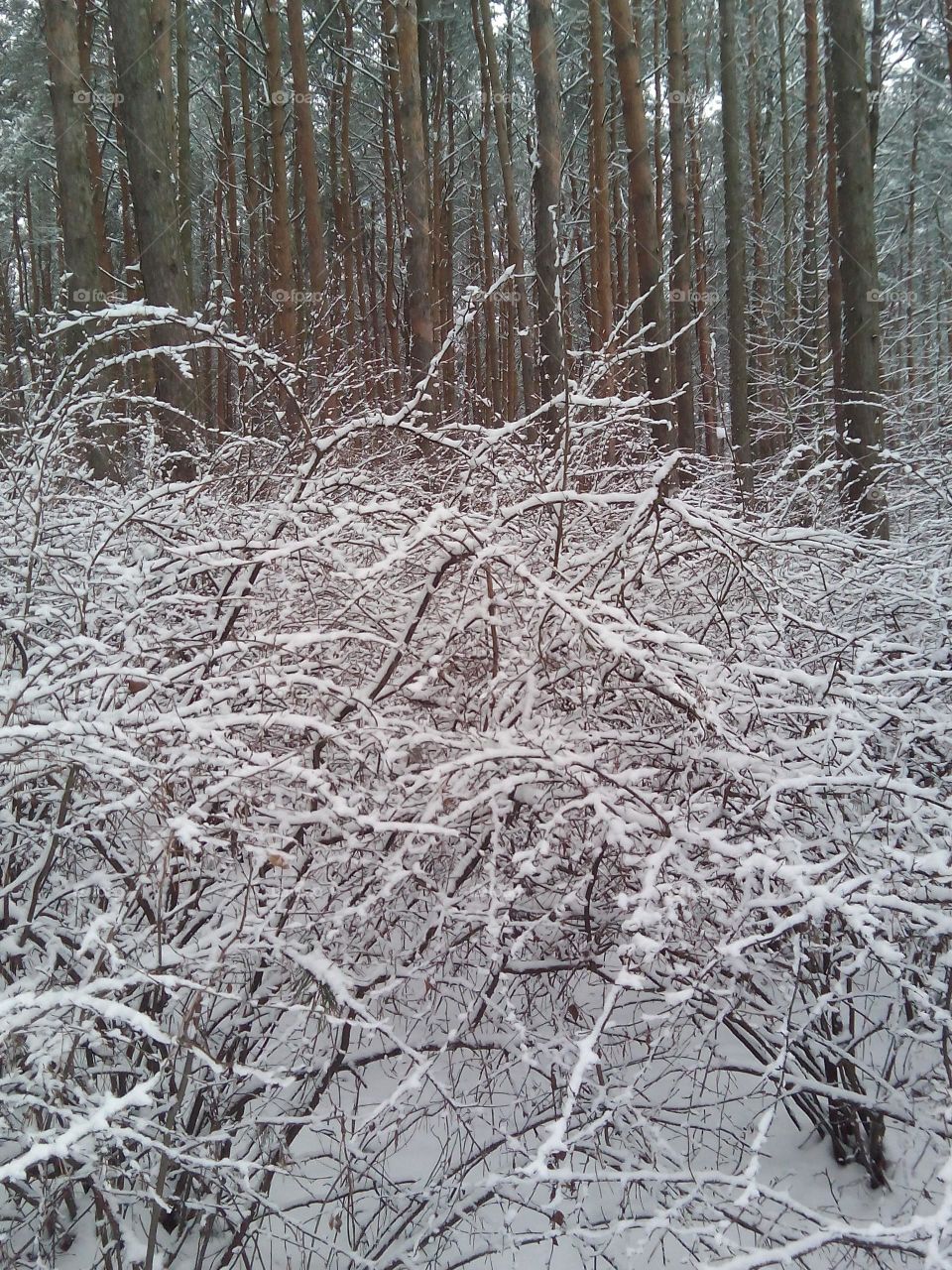 Winter, Snow, Wood, Cold, Frost