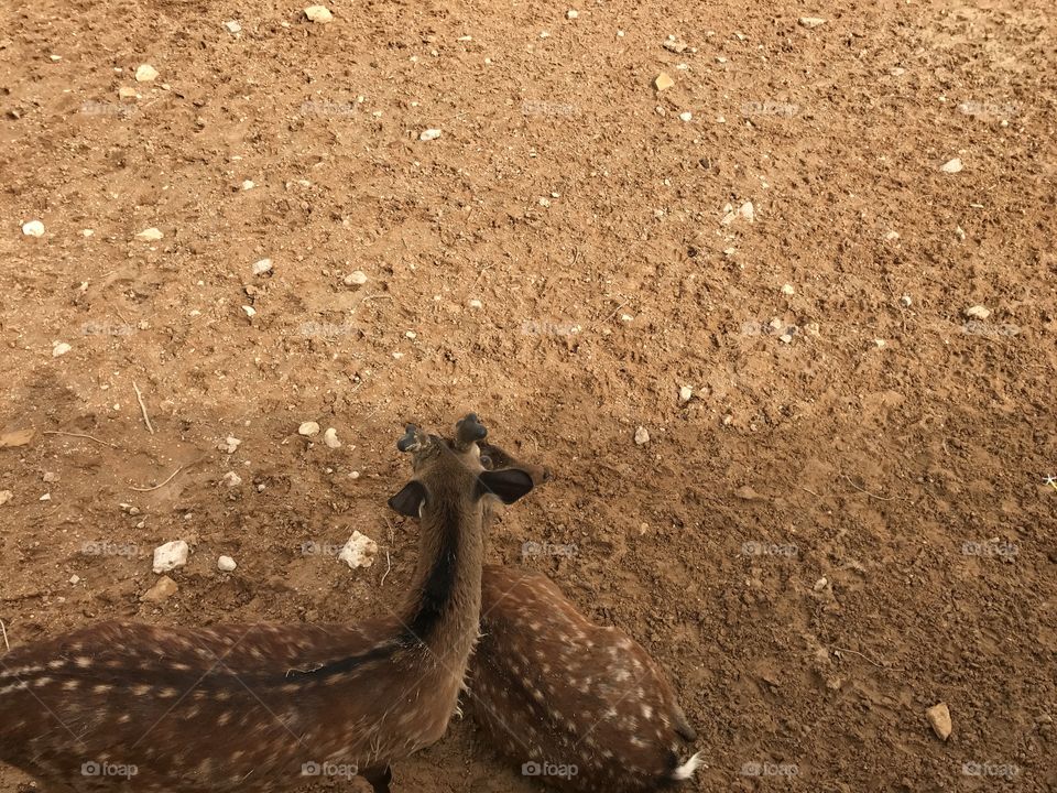 Riyadh Zoo Saudi Arabia 