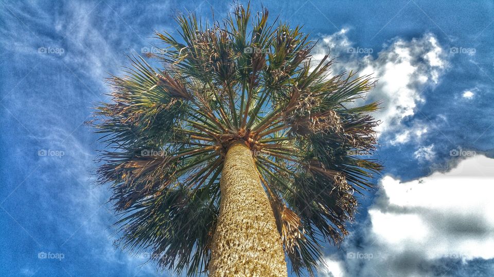 Florida Palm