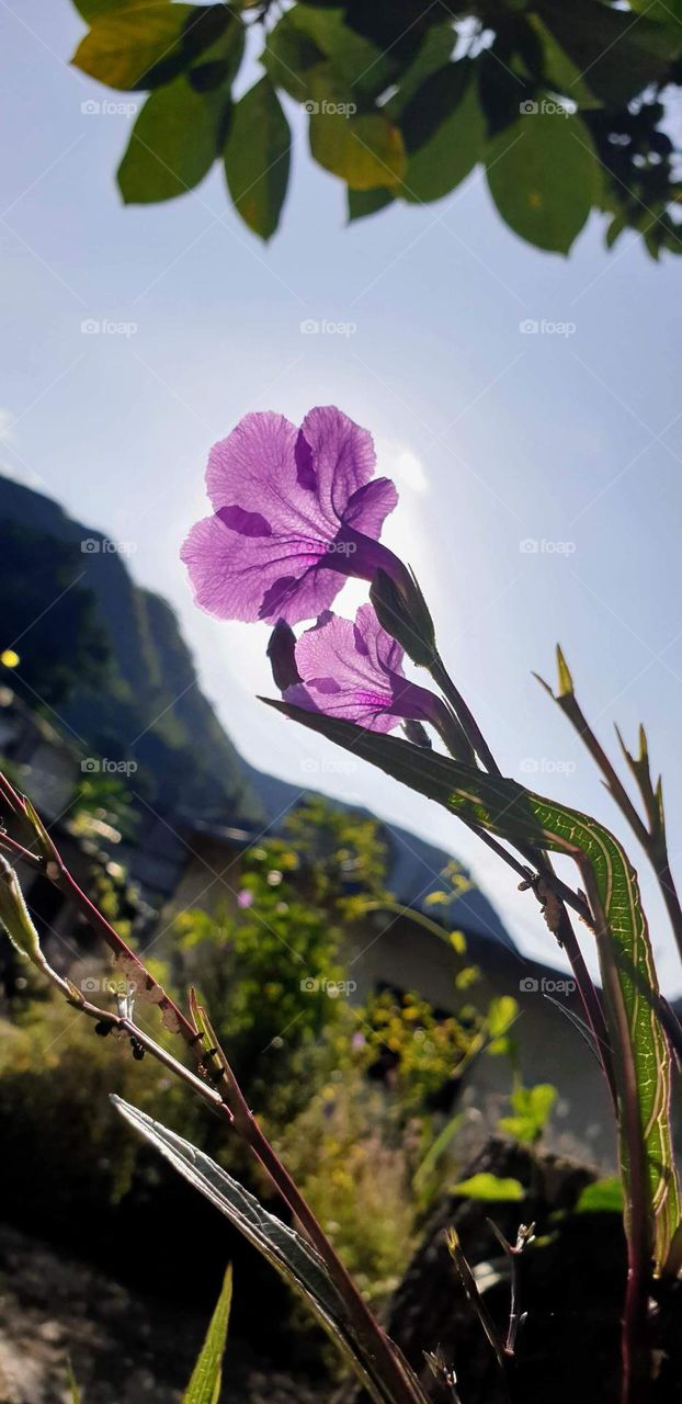 spring, wild flowers beautiful colors, wallpaper, natural ,purple