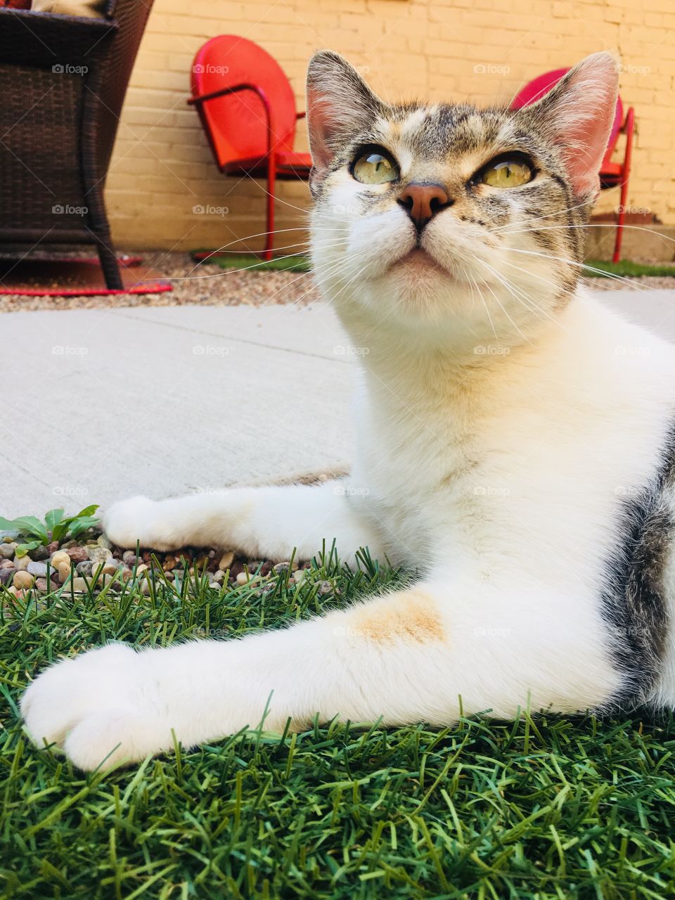 Cat relaxing In the catio. - Adopt Me - Tabby Catfe - Menomonie, Wisconsin, USA