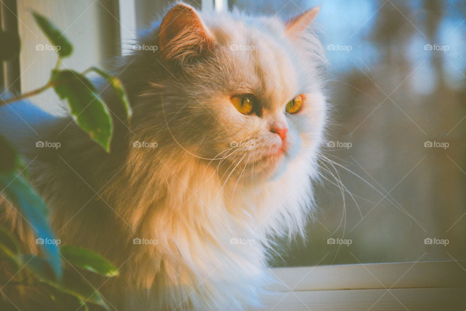 White Persian Cat Sitting in the Window 