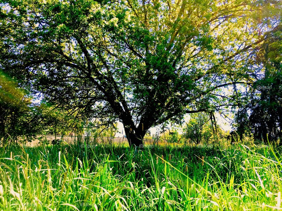 Tree grass field green spring summer bark leaves blades