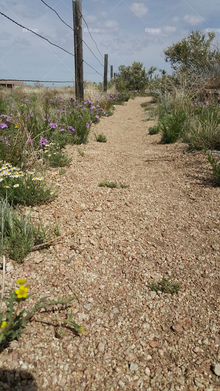 Desert Trail