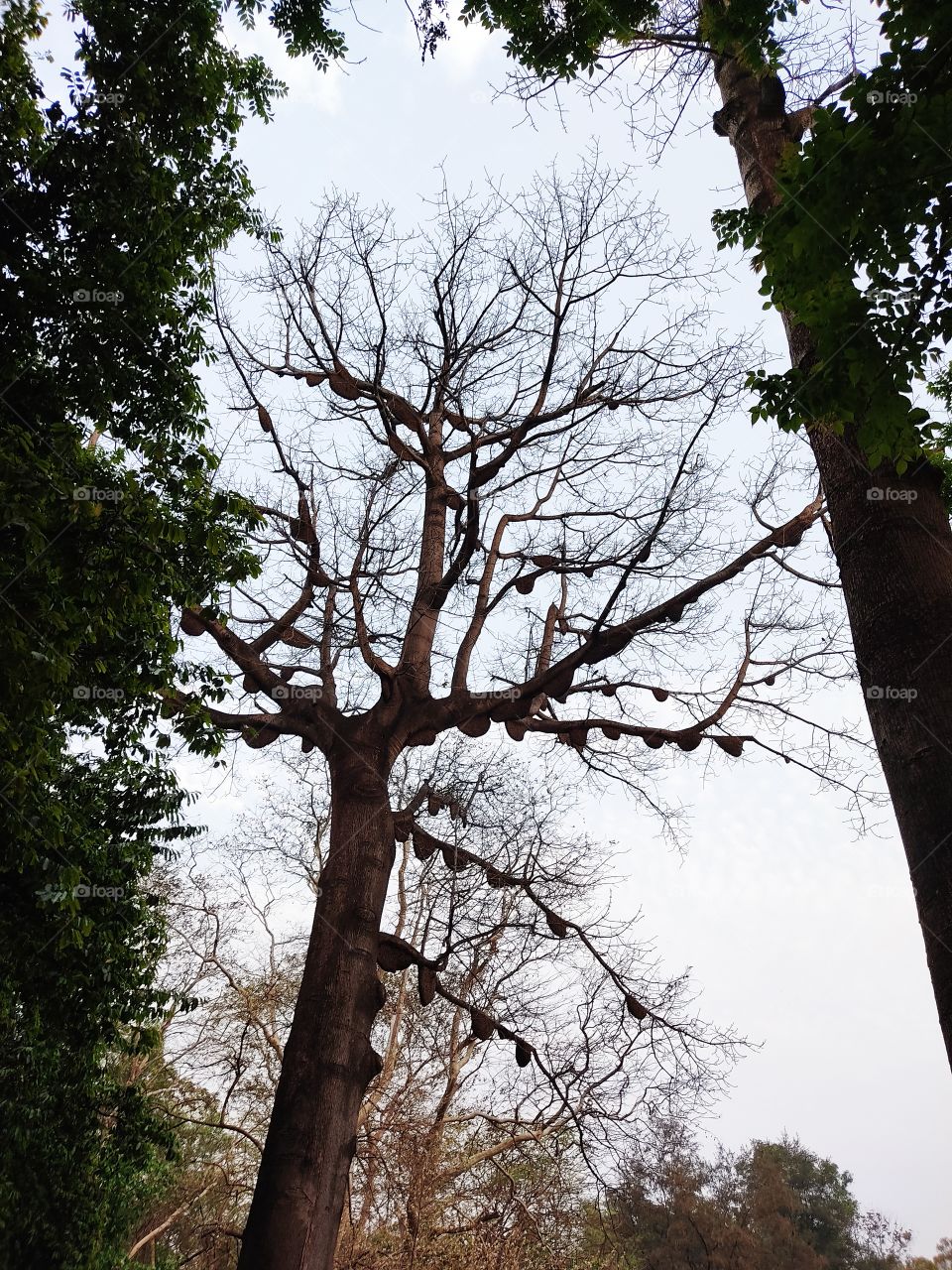 Beehive on the branches of trees.