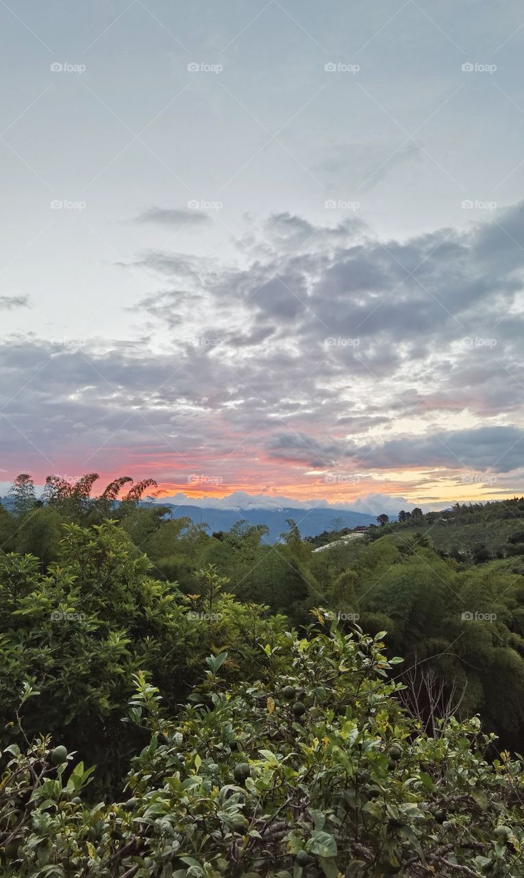 Sunset from a clear view over a house, flowers around, partially cloudy, diverse vegetation palms and trees