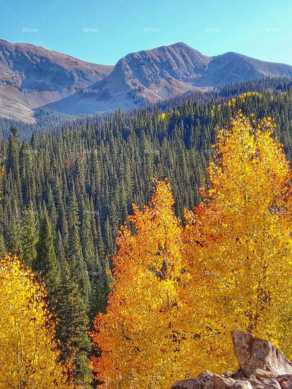 Vibrant colors of fall in the Rockies shimmer through Aspen leaves on a sunny blue sky day.