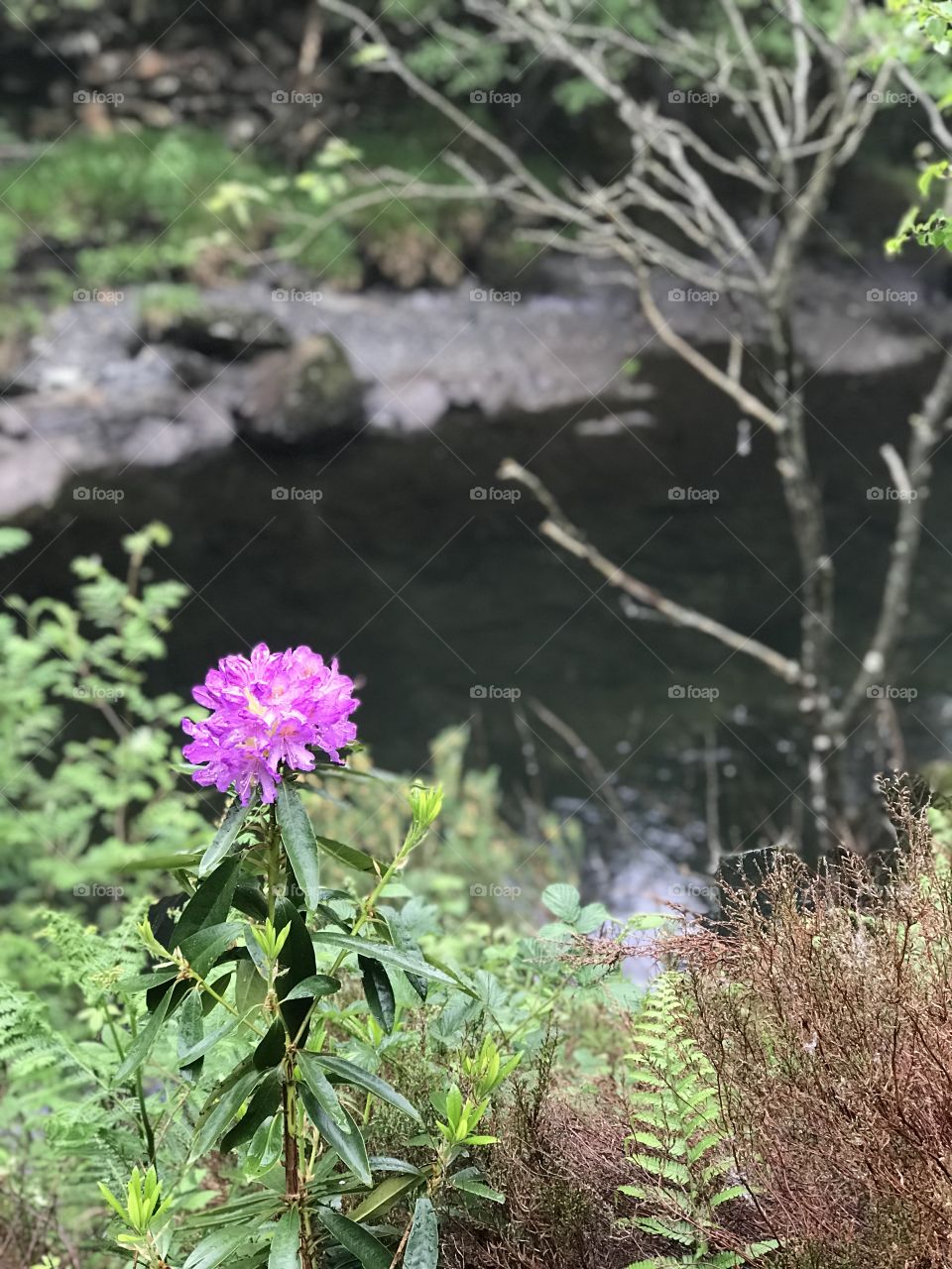 Nature flower Llangollen river 