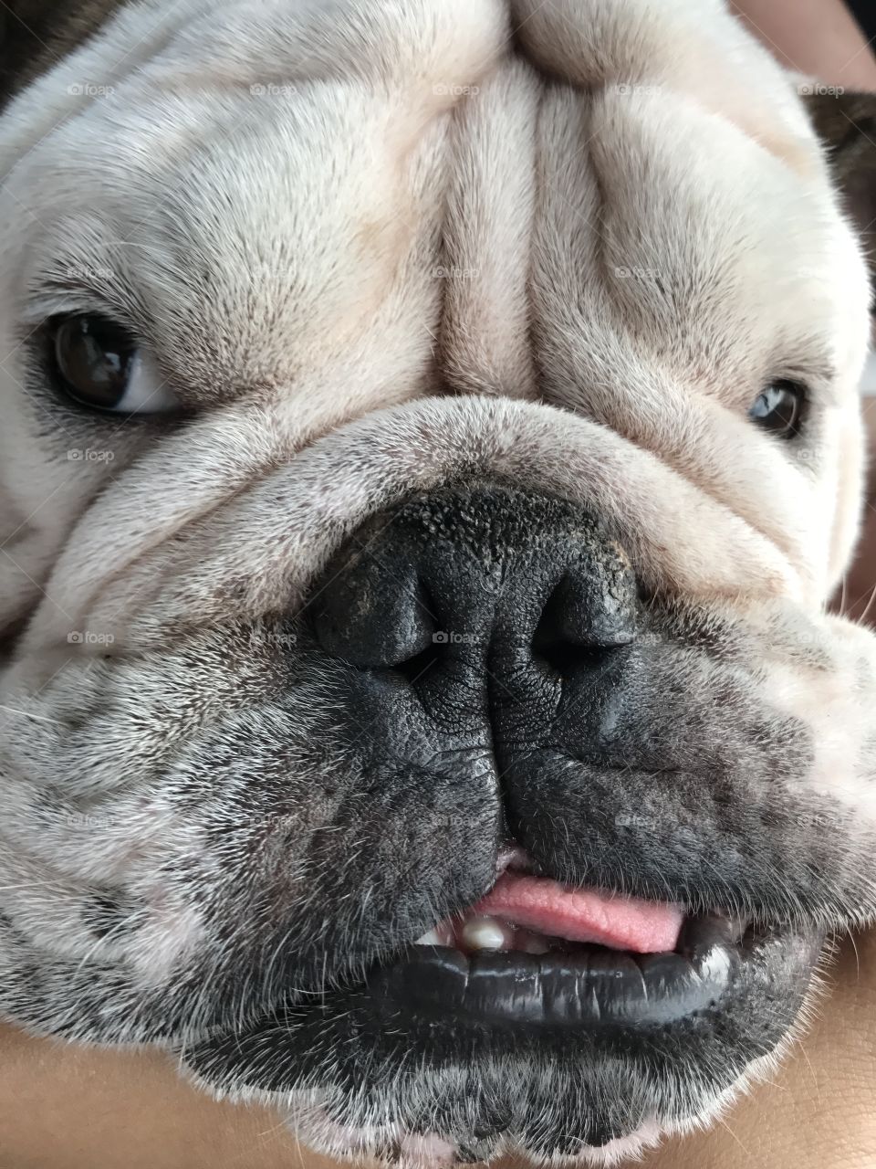 Face of english bulldog 