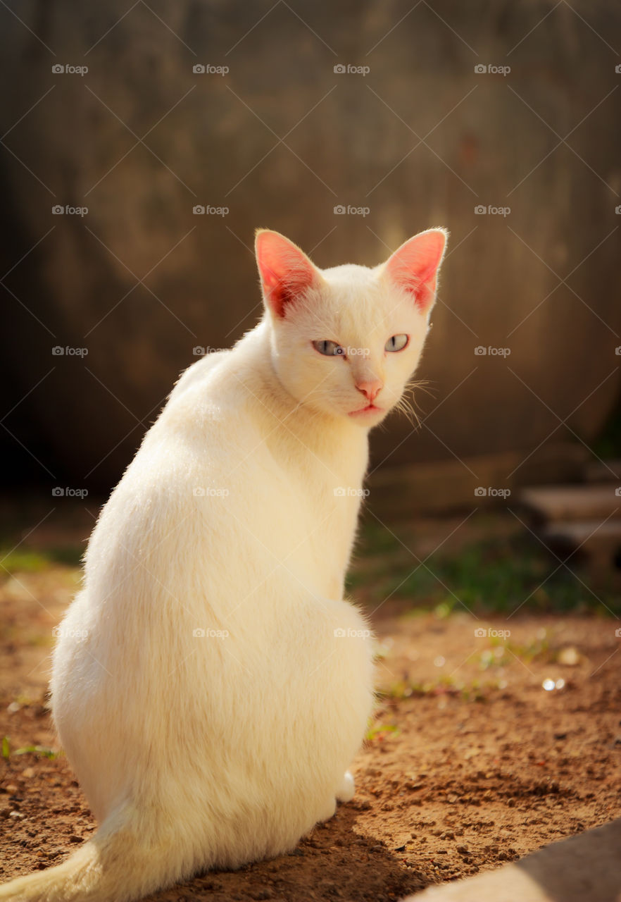 white cat. white cat with backlight