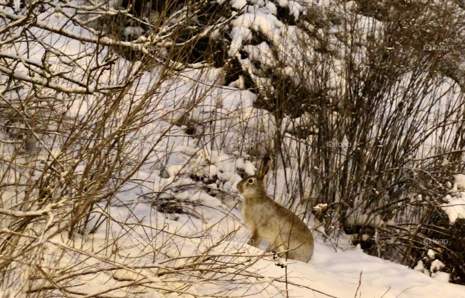 Out and about in camouflage