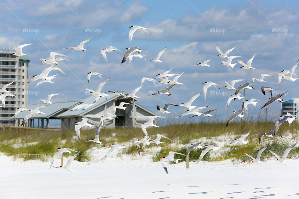 Marching Seagulls