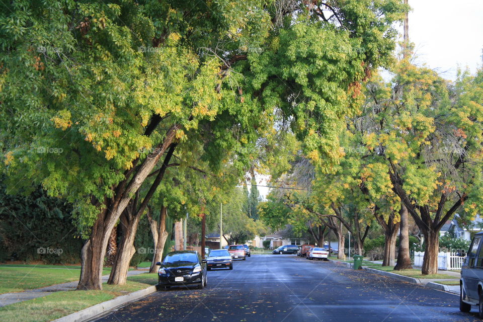Neighborhood street lined with cars and trees