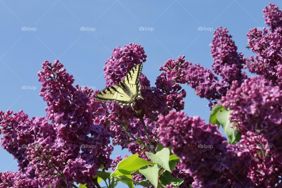 Butterfly on a lilac tree