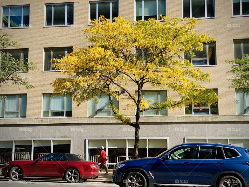 Fall foliage in front of the building and red and blue cars. One man walking the sidewalk.