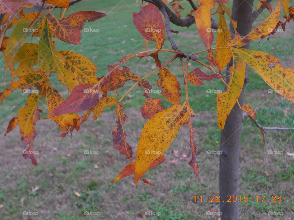 Fall, Leaf, Nature, Maple, Bright