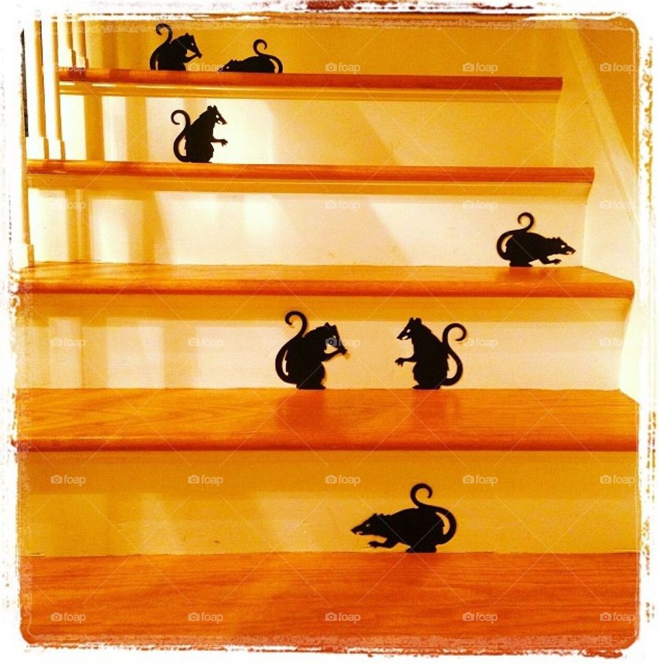 Mice,steps