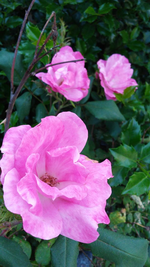 summer. beauty. roses. love