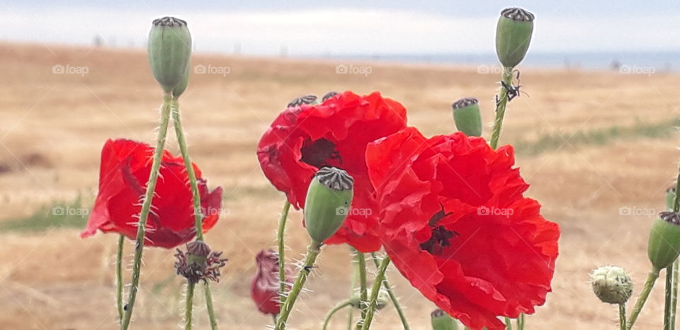 coquelicot