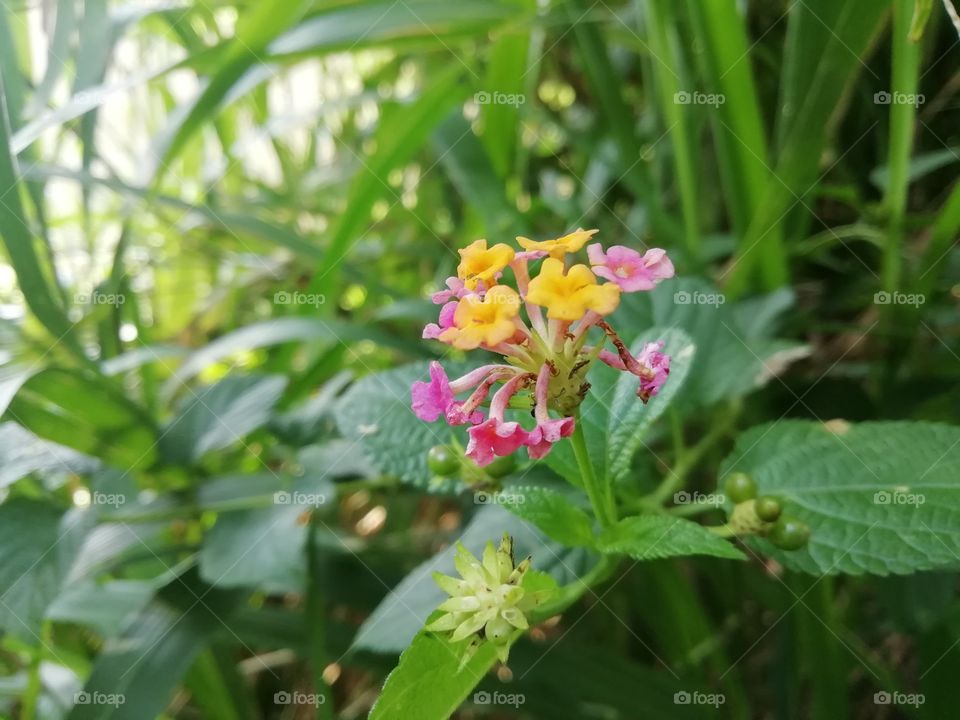 wild flowers