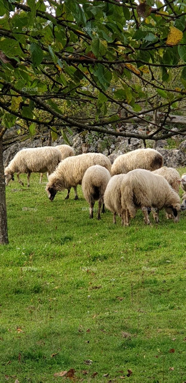 sheeps under the tree