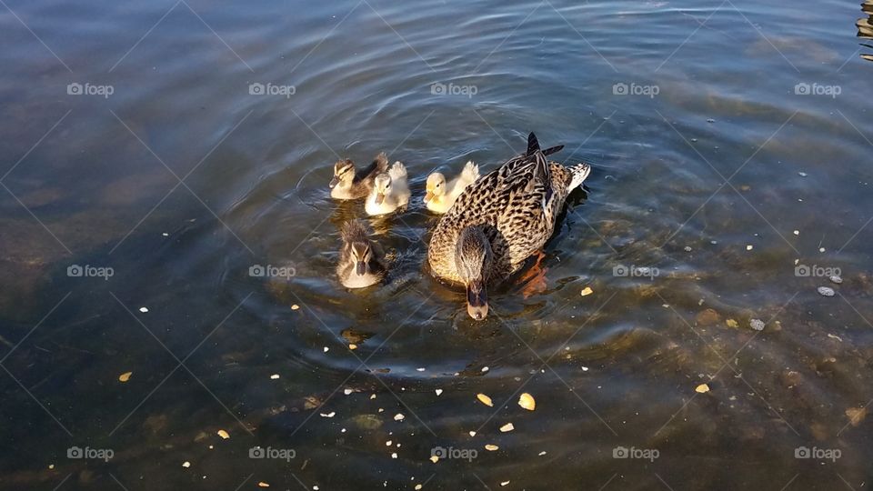 Snack time for momma and ducklings