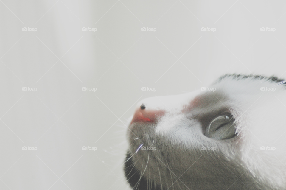 macro cat nose animal by boozina