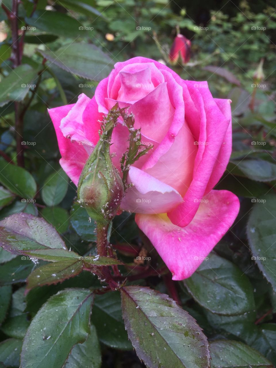 Flower, Nature, Leaf, Rose, Flora