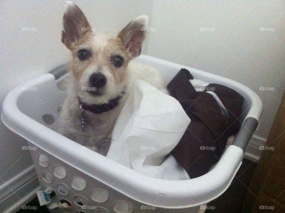 Jack Russell in a laundry basket