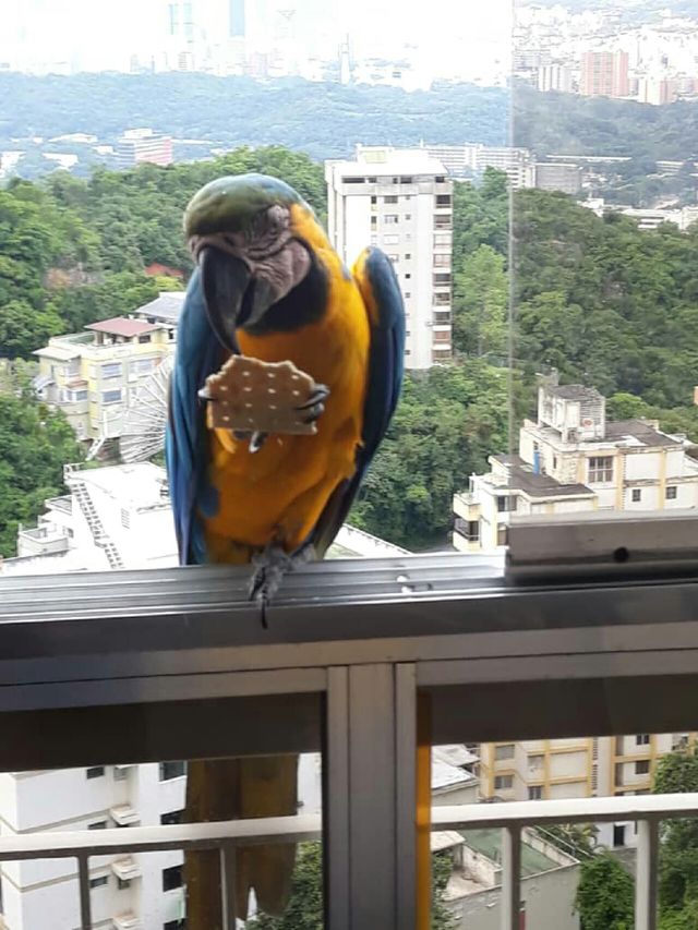 guacamayas