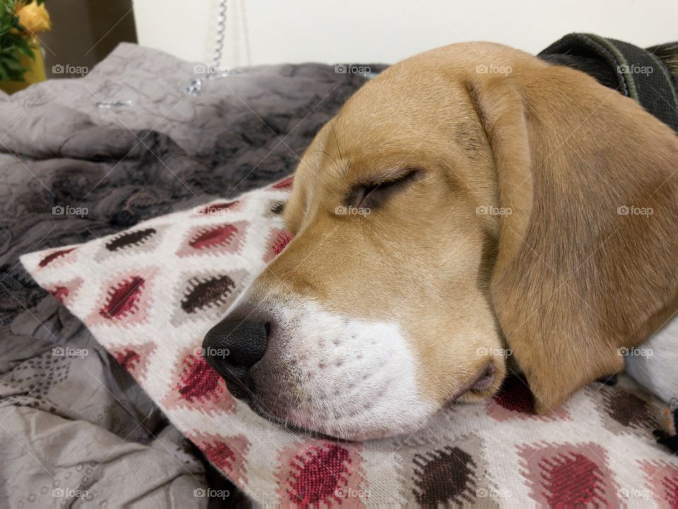 sleepy Beagle