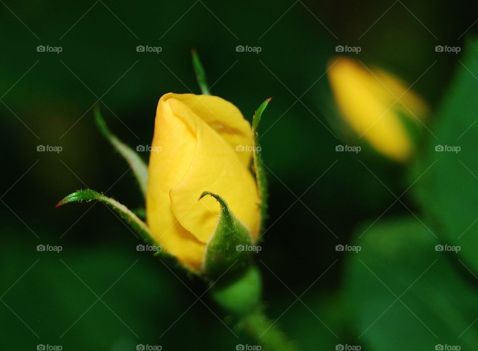 Blooming yellow rose