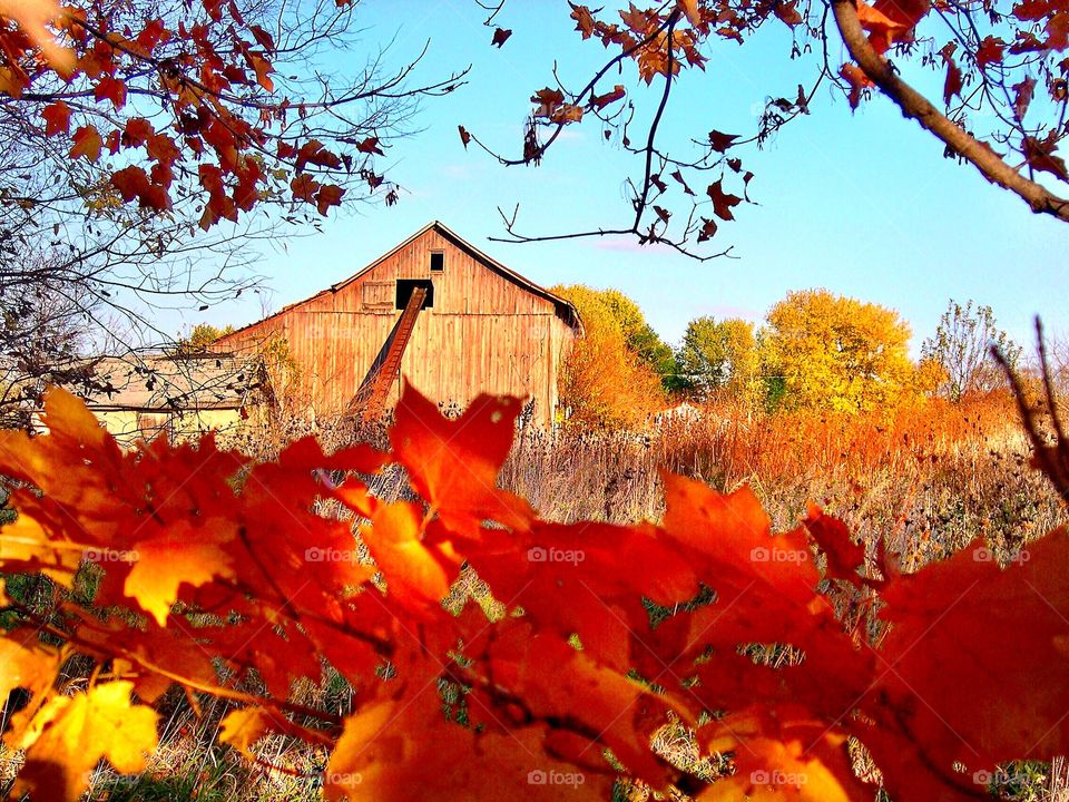 Fall at the old barn. 