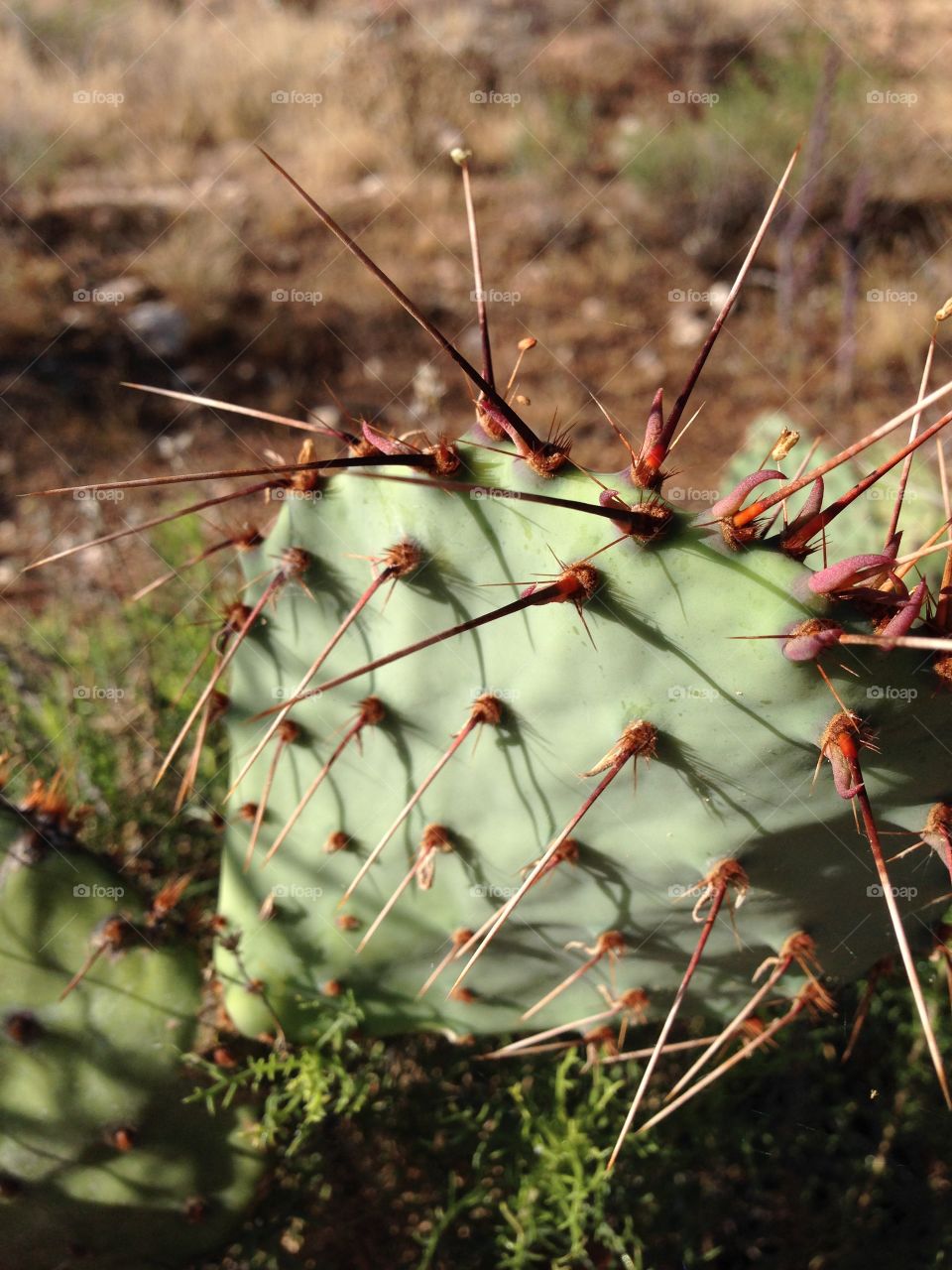 Cactus ant. Tucson AZ 