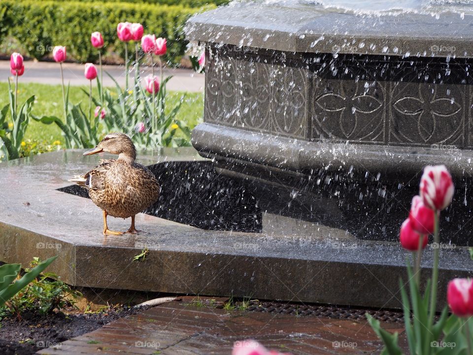 Duck near fountain